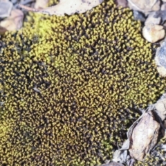 Unverified Moss, Liverwort or Hornwort at Merriangaah, NSW - 27 Sep 2023 by AlisonMilton