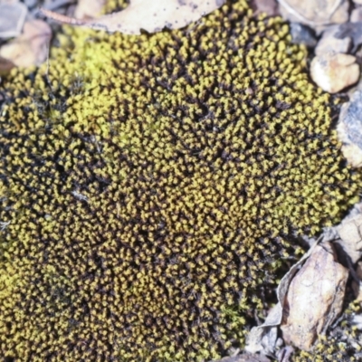 Unverified Moss, Liverwort or Hornwort at Merriangaah, NSW - 27 Sep 2023 by AlisonMilton