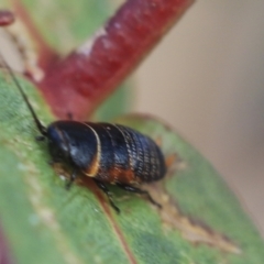 Ellipsidion australe at Bobundara, NSW - 27 Sep 2023