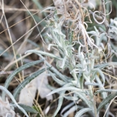 Senecio quadridentatus (Cotton Fireweed) at Bobundara, NSW - 27 Sep 2023 by AlisonMilton