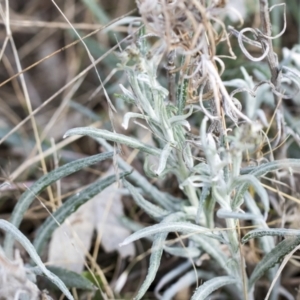 Senecio quadridentatus at Bobundara, NSW - 27 Sep 2023