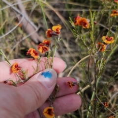 Dillwynia sp. Yetholme (P.C.Jobson 5080) NSW Herbarium at Captains Flat, NSW - 4 Oct 2023