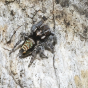 Maratus plumosus at Merriangaah, NSW - 27 Sep 2023 08:52 PM