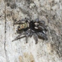 Maratus plumosus at Merriangaah, NSW - 27 Sep 2023