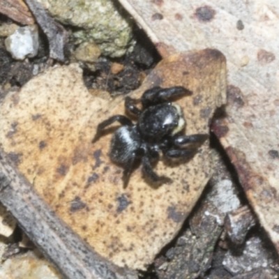 Salticidae sp. 'Golden palps' at Meringo Nature Reserve - 27 Sep 2023 by AlisonMilton