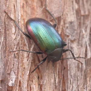 Chalcopteroides sp. (genus) at Acton, ACT - 3 Oct 2023 07:47 PM