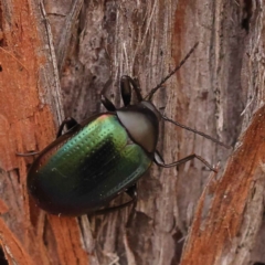 Chalcopteroides sp. (genus) at Acton, ACT - 3 Oct 2023