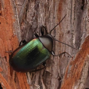 Chalcopteroides sp. (genus) at Acton, ACT - 3 Oct 2023 07:47 PM