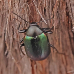 Chalcopteroides sp. (genus) at Acton, ACT - 3 Oct 2023