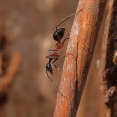 Camponotus intrepidus (Flumed Sugar Ant) at Caladenia Forest, O'Connor - 2 Oct 2023 by ConBoekel