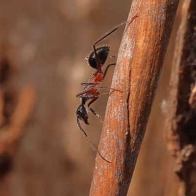 Camponotus intrepidus (Flumed Sugar Ant) at Caladenia Forest, O'Connor - 2 Oct 2023 by ConBoekel