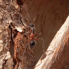 Camponotus intrepidus at O'Connor, ACT - 3 Oct 2023 09:00 AM