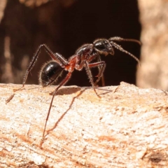 Camponotus intrepidus at O'Connor, ACT - 3 Oct 2023 09:00 AM