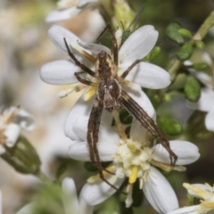 Salsa sp. (genus) (Orb-weaver) at Bruce Ridge to Gossan Hill - 16 Sep 2023 by AlisonMilton