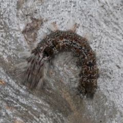 Euproctis baliolalis (Browntail Gum Moth) at Bruce, ACT - 16 Sep 2023 by AlisonMilton