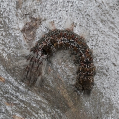 Euproctis baliolalis (Browntail Gum Moth) at Bruce, ACT - 16 Sep 2023 by AlisonMilton