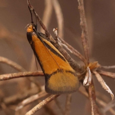 Philobota undescribed species near arabella (A concealer moth) at Caladenia Forest, O'Connor - 2 Oct 2023 by ConBoekel