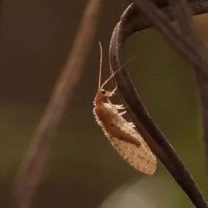 Oedosmylus tasmaniensis at O'Connor, ACT - 3 Oct 2023