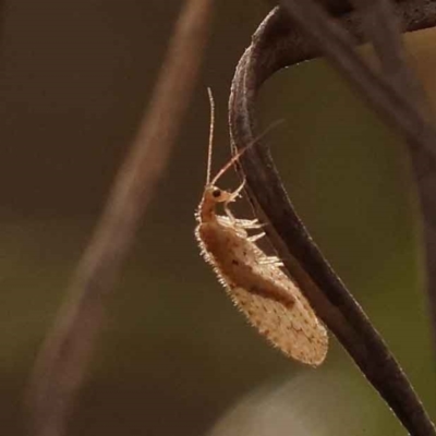 Oedosmylus tasmaniensis (Lacewing) at Caladenia Forest, O'Connor - 2 Oct 2023 by ConBoekel