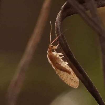 Oedosmylus tasmaniensis (Lacewing) at O'Connor, ACT - 2 Oct 2023 by ConBoekel