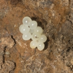 Gastropoda sp. (class) at Bruce, ACT - 16 Sep 2023 11:32 AM