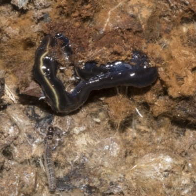 Caenoplana coerulea (Blue Planarian, Blue Garden Flatworm) at Bruce Ridge to Gossan Hill - 16 Sep 2023 by AlisonMilton
