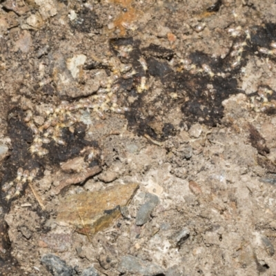 Nasutitermes sp. (genus) at Bruce Ridge to Gossan Hill - 16 Sep 2023 by AlisonMilton