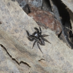 Unidentified Spider at Bruce, ACT - 16 Sep 2023 by AlisonMilton