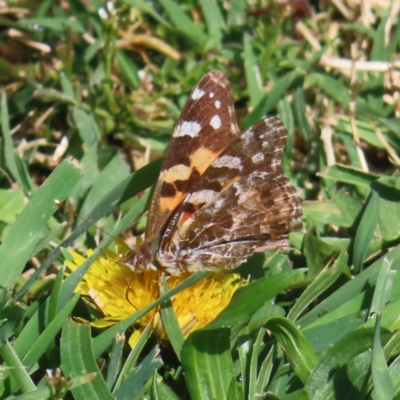 Vanessa kershawi (Australian Painted Lady) at Braidwood, NSW - 2 Oct 2023 by MatthewFrawley