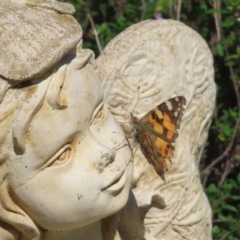 Vanessa kershawi (Australian Painted Lady) at Braidwood, NSW - 3 Oct 2023 by MatthewFrawley