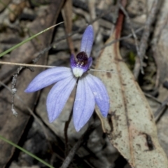 Cyanicula caerulea (Blue Fingers, Blue Fairies) at Bruce, ACT - 16 Sep 2023 by AlisonMilton