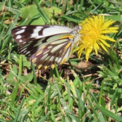 Belenois java (Caper White) at Braidwood, NSW - 2 Oct 2023 by MatthewFrawley