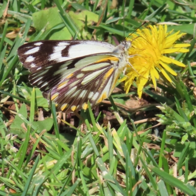 Belenois java (Caper White) at Braidwood, NSW - 3 Oct 2023 by MatthewFrawley