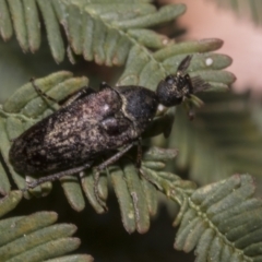 Ptilophorus sp. (genus) (Wedge-shaped beetle) at Bruce, ACT - 16 Sep 2023 by AlisonMilton