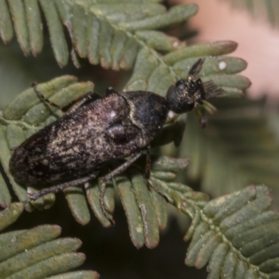 Ptilophorus sp. (genus) (Wedge-shaped beetle) at Bruce Ridge to Gossan Hill - 16 Sep 2023 by AlisonMilton