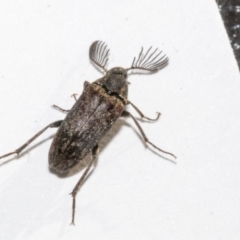 Ptilophorus sp. (genus) at Bruce, ACT - 16 Sep 2023