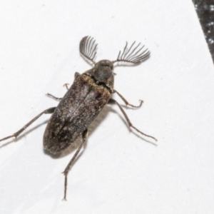 Ptilophorus sp. (genus) at Bruce, ACT - 16 Sep 2023 01:55 PM