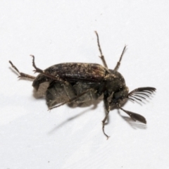 Ptilophorus sp. (genus) at Bruce, ACT - 16 Sep 2023 01:55 PM