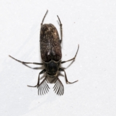 Ptilophorus sp. (genus) at Bruce, ACT - 16 Sep 2023 01:55 PM