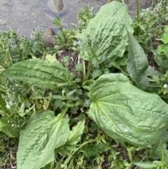 Plantago major (Greater Plantain) at Lower Molonglo - 3 Oct 2023 by SteveBorkowskis