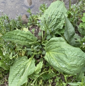 Plantago major at Stromlo, ACT - 3 Oct 2023