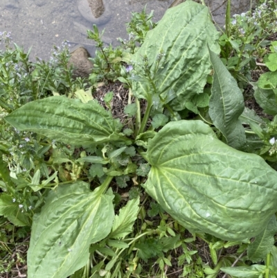 Plantago major (Greater Plantain) at Molonglo River Reserve - 3 Oct 2023 by Steve_Bok