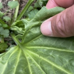 Plantago major at Stromlo, ACT - 3 Oct 2023