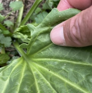 Plantago major at Stromlo, ACT - 3 Oct 2023