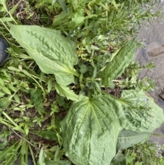 Plantago major at Stromlo, ACT - 3 Oct 2023