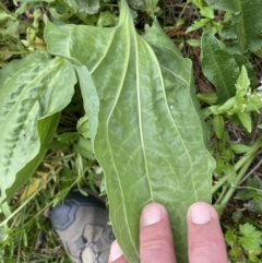 Plantago major at Stromlo, ACT - 3 Oct 2023