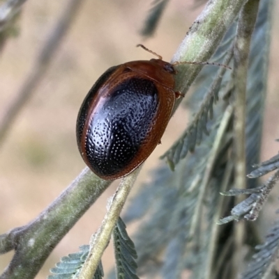 Dicranosterna immaculata (Acacia leaf beetle) at Molonglo River Reserve - 3 Oct 2023 by Steve_Bok