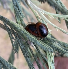 Dicranosterna immaculata at Stromlo, ACT - 3 Oct 2023 04:49 PM