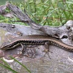 Eulamprus heatwolei (Yellow-bellied Water Skink) at Lower Molonglo - 3 Oct 2023 by Steve_Bok