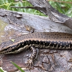 Eulamprus heatwolei at Stromlo, ACT - 3 Oct 2023 05:00 PM